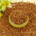 HPS GLUTINOUS Blanco RED Sorghum (GF2)